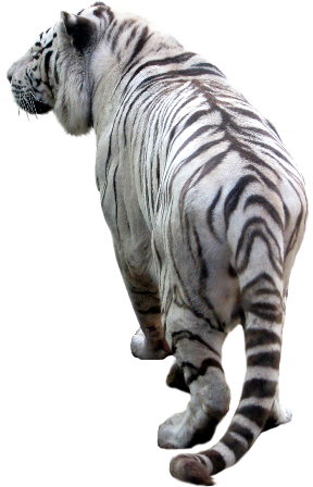 tigris_41.png