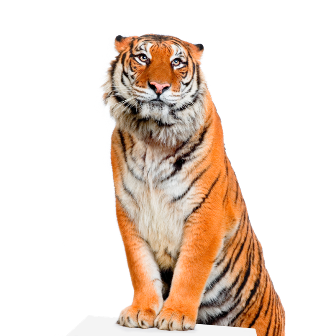 tigris_42.png