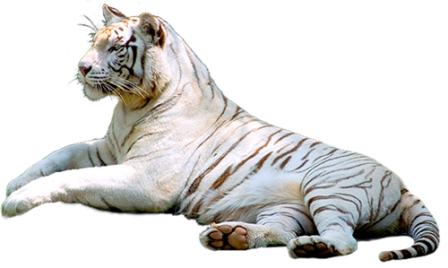 tigris_43.png