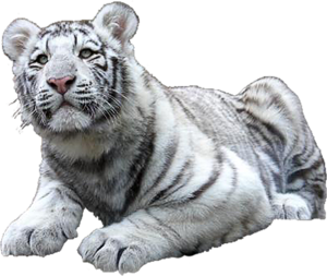 tigris_44.png
