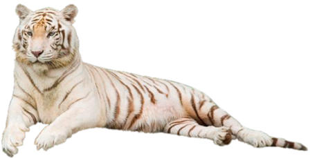 tigris_45.png