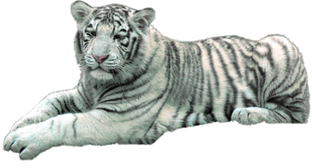 tigris_46.png