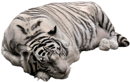 tigris_47.png