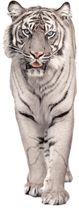 tigris_48.png