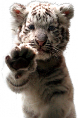 tigris_49.png