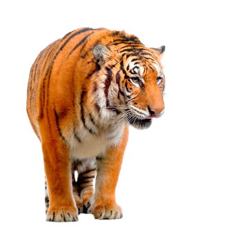 tigris_51.png