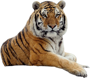 tigris_52.png
