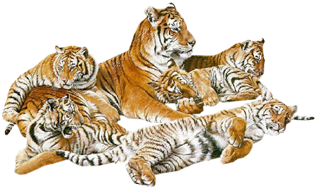 tigris_54.png