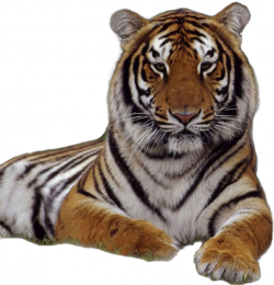 tigris_55.png
