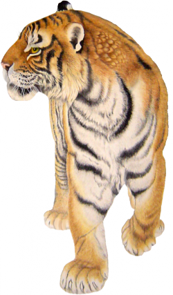 tigris_56.png
