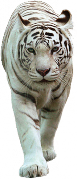 tigris_57.png