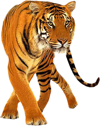 tigris_59.png