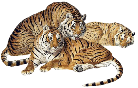 tigris_60.png