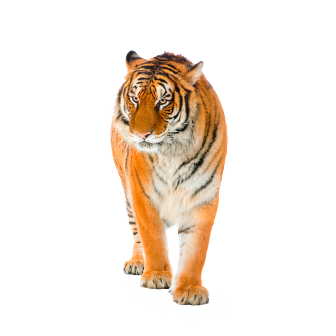 tigris_61.png