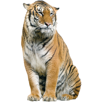 tigris_65.png