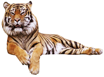 tigris_66.png
