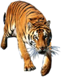 tigris_67.png