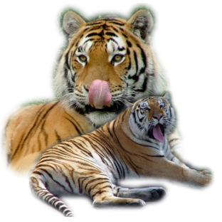 tigris_69.png