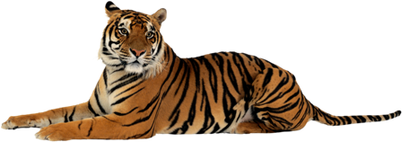 tigris_7.png