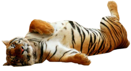 tigris_71.png