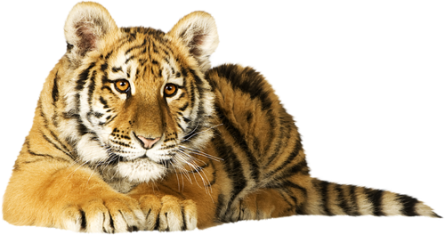 tigris_73.png