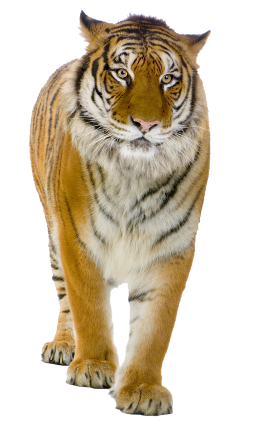 tigris_8.png