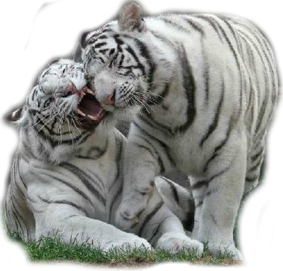 tigris_85.png