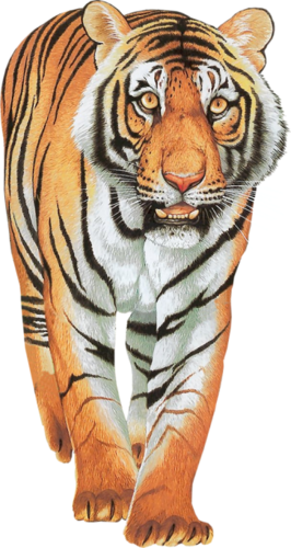 tigris_94.png