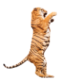 tigris_103