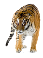 tigris_104