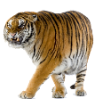 tigris_105