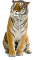 tigris_108