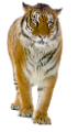 tigris_109