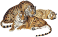 tigris_11