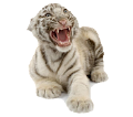tigris_111
