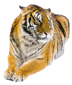 tigris_113