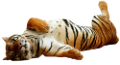 tigris_117