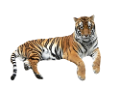 tigris_118