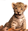 tigris_119