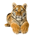 tigris_12