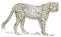 tigris_120