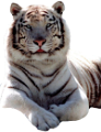 tigris_122