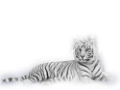 tigris_123