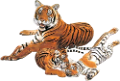 tigris_124