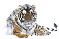 tigris_127