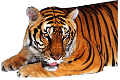 tigris_128