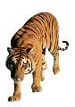 tigris_13