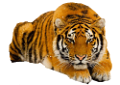 tigris_135
