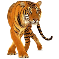 tigris_136