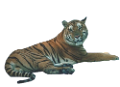 tigris_139